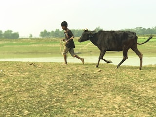 A young boy is walking on grassy terrain, holding a rope attached to a black cow. The background features a blurred, open rural landscape with fields and a water body, suggesting a countryside setting.