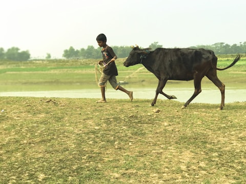 A young boy is walking on grassy terrain, holding a rope attached to a black cow. The background features a blurred, open rural landscape with fields and a water body, suggesting a countryside setting.