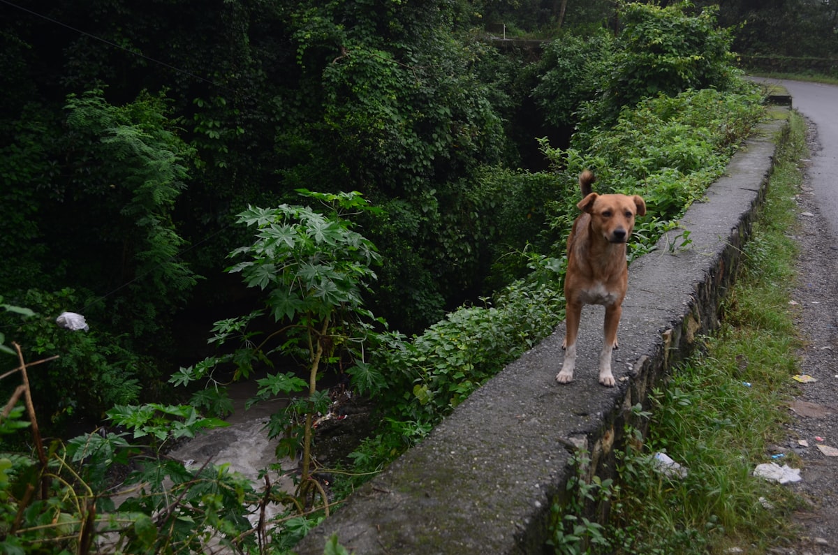 Dog walking on forest trail
