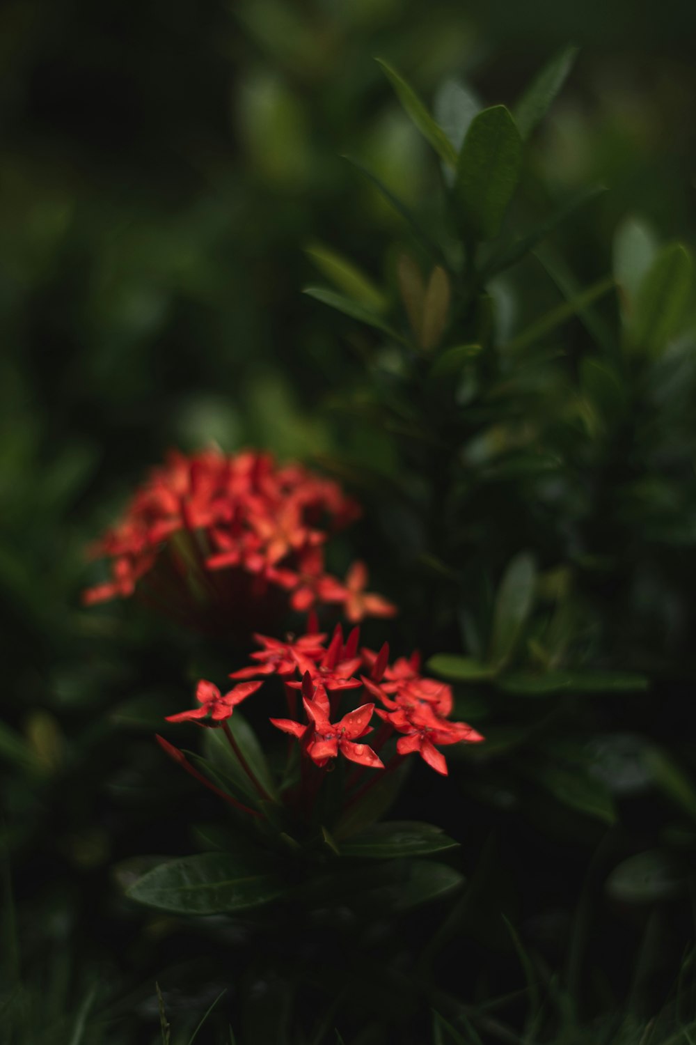 red flower in tilt shift lens