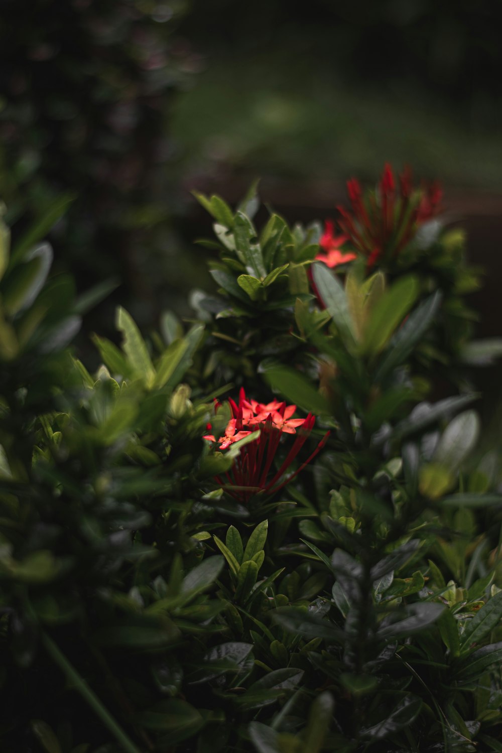 red flower in green leaves