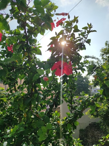 Sunlight filtering through hibiscus roselle flowers in a vibrant Kenyan garden.