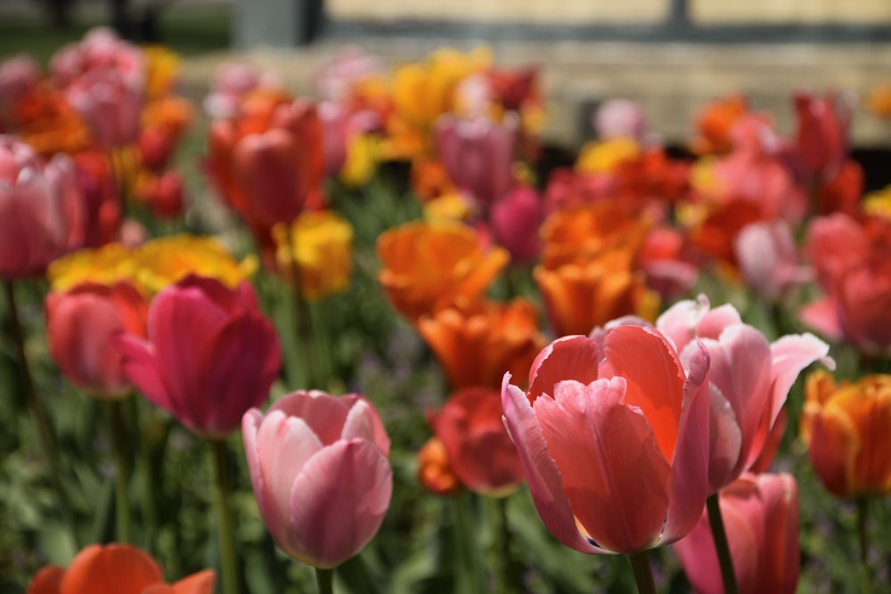 pink tulips in bloom during daytime