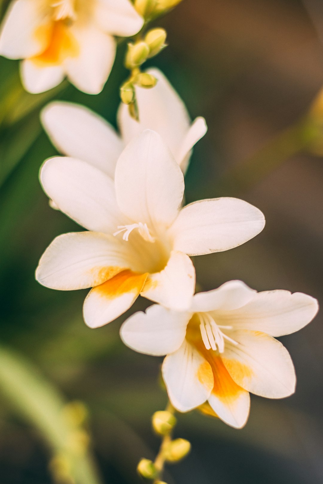 white and yellow flower in tilt shift lens
