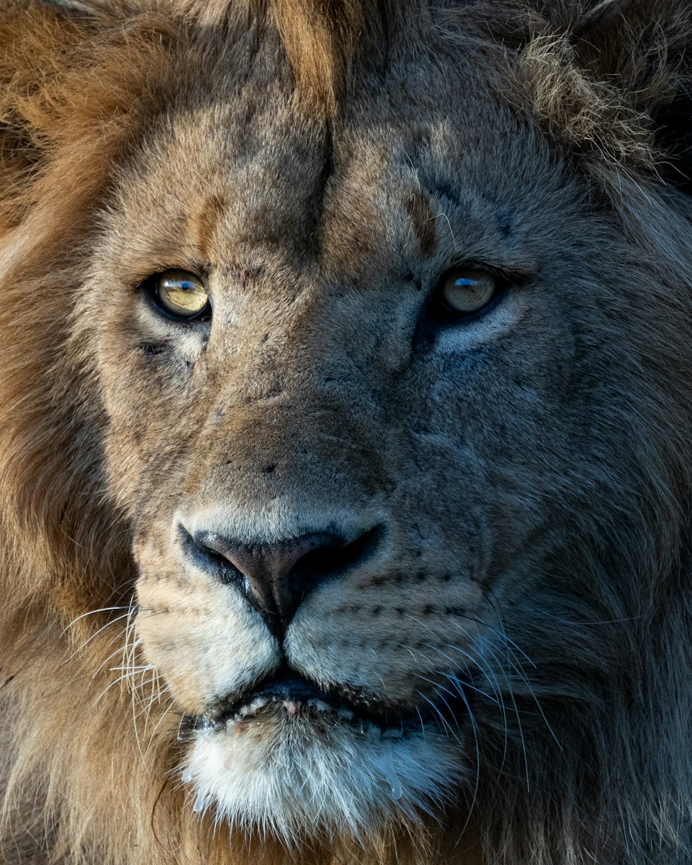 León marrón en fotografía de primer plano