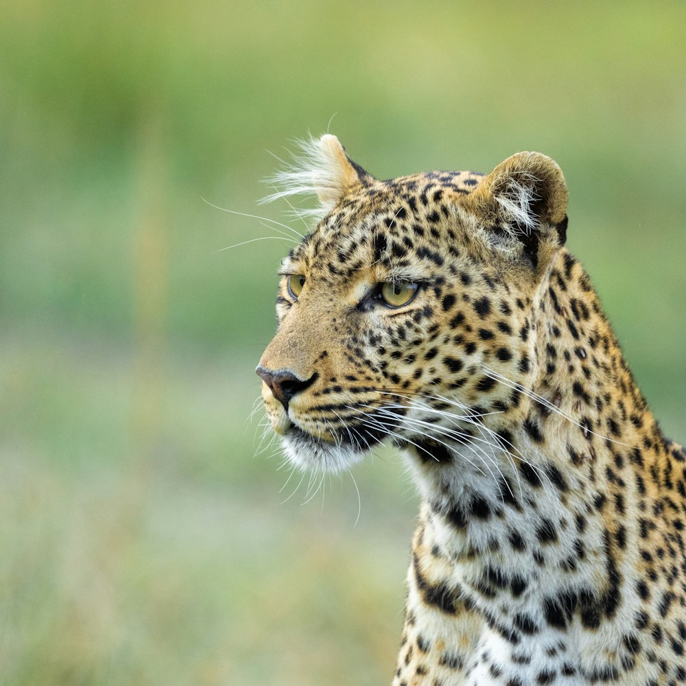 brown and black leopard on green grass during daytime