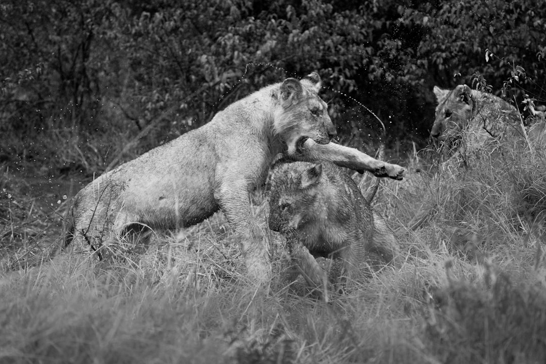 grayscale photo of lion and lioness on grass field