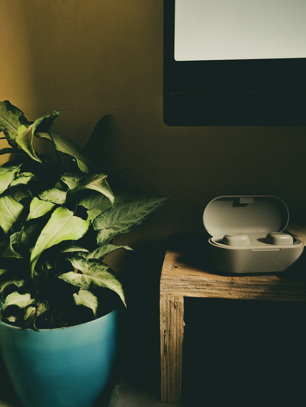 green plant on blue pot