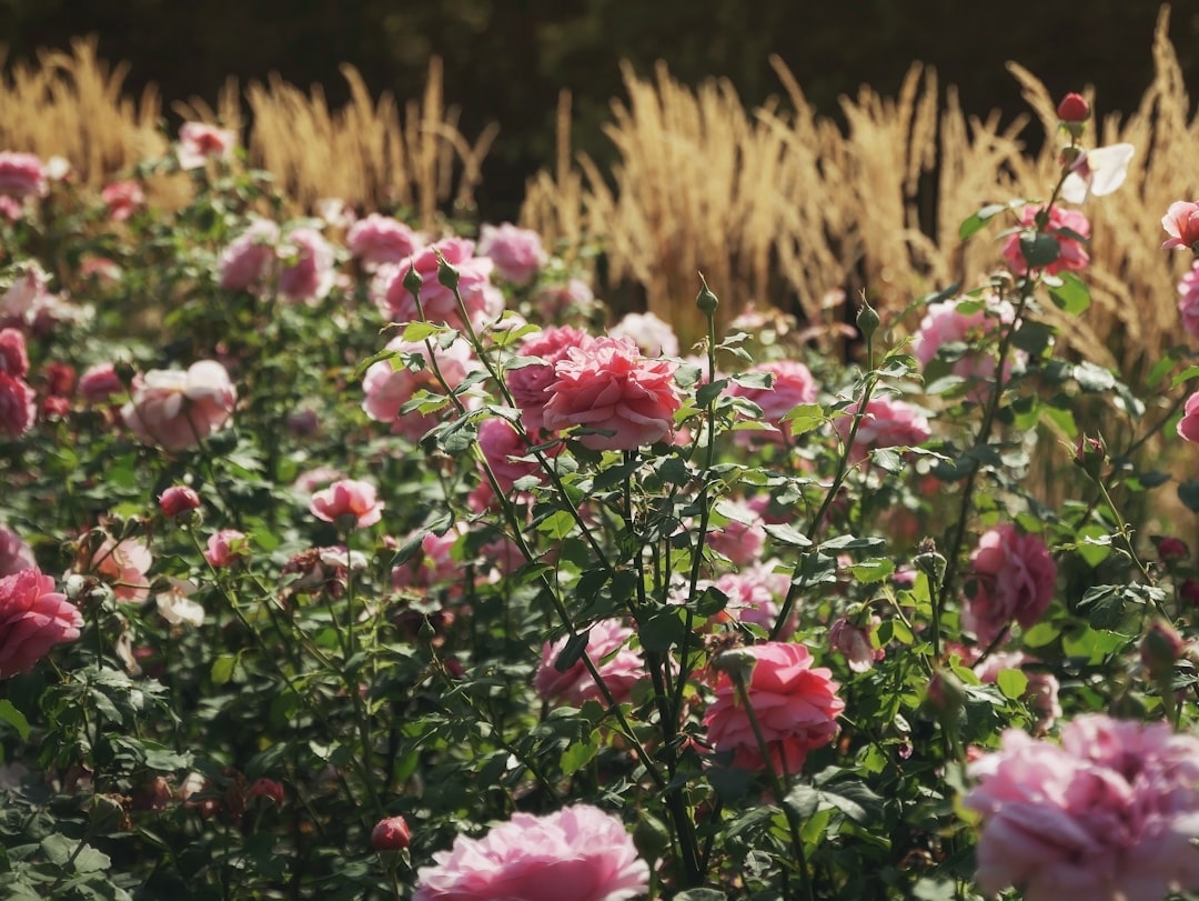 pink flowers in tilt shift lens