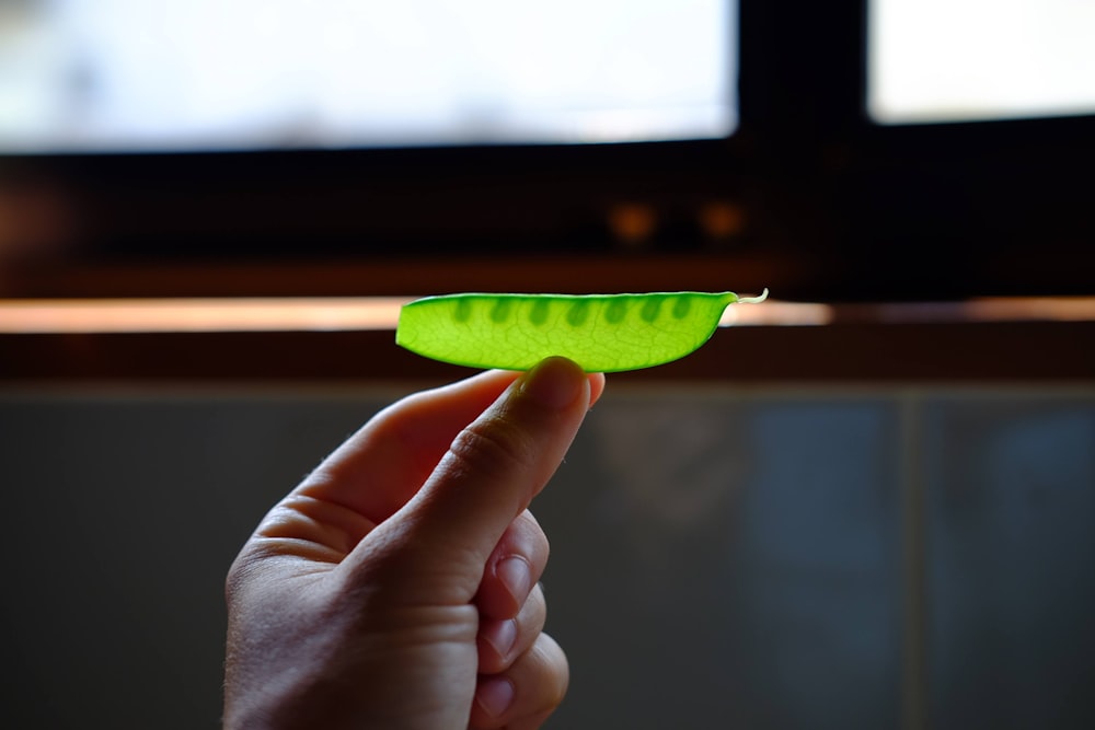 person holding green leaf with black background