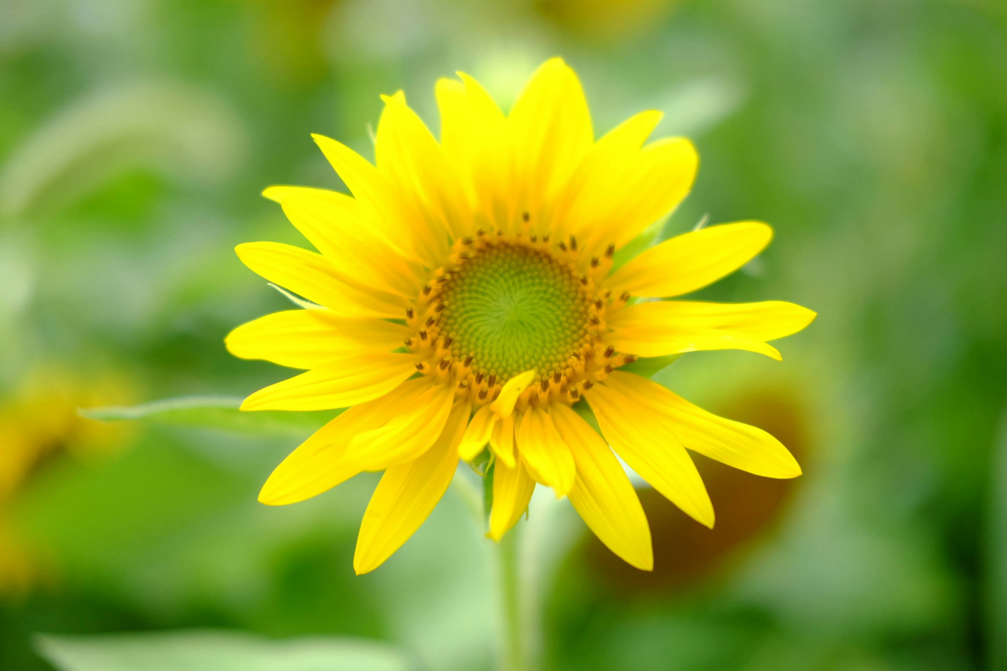 Photo by seiya_maeda