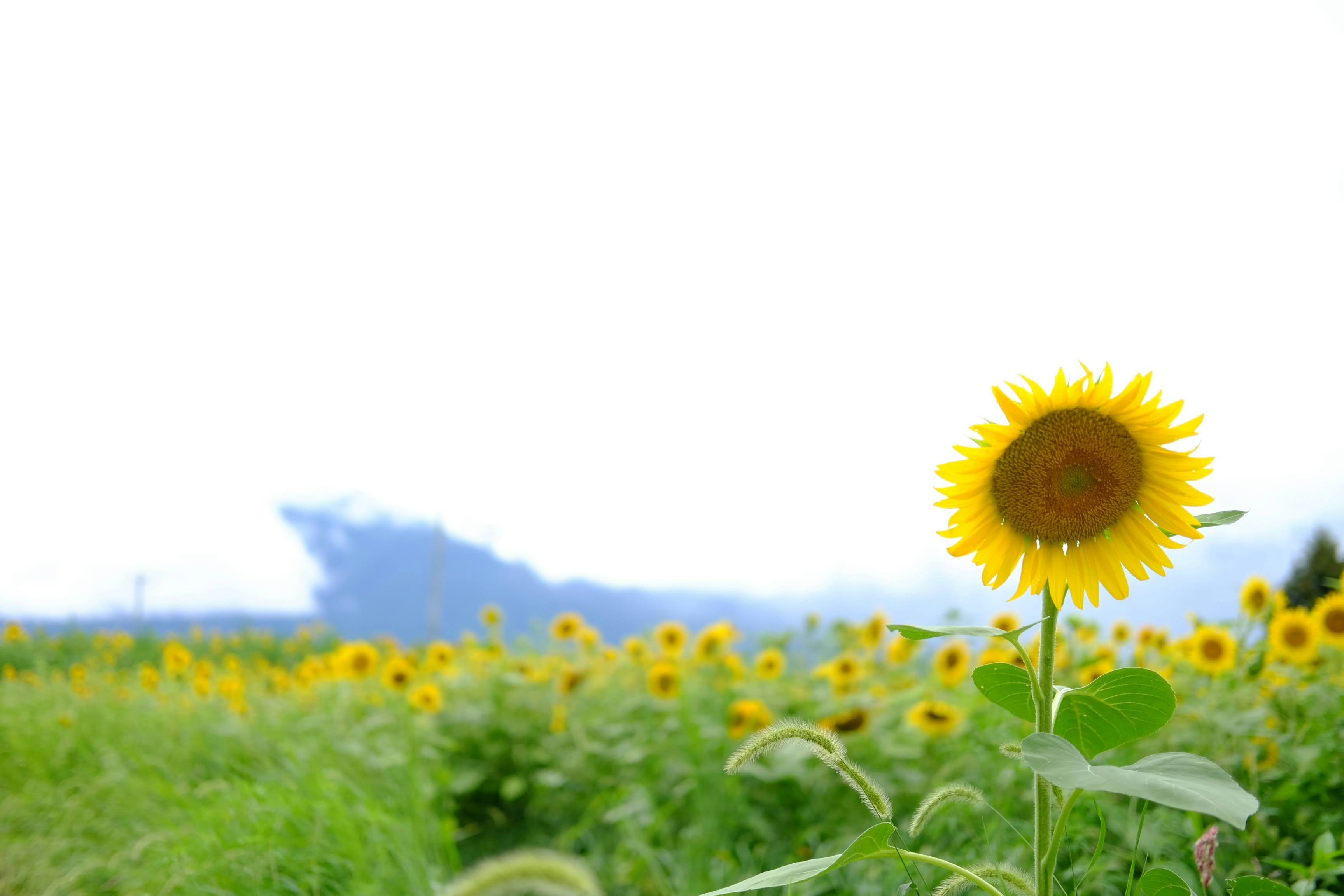 Photo by seiya_maeda