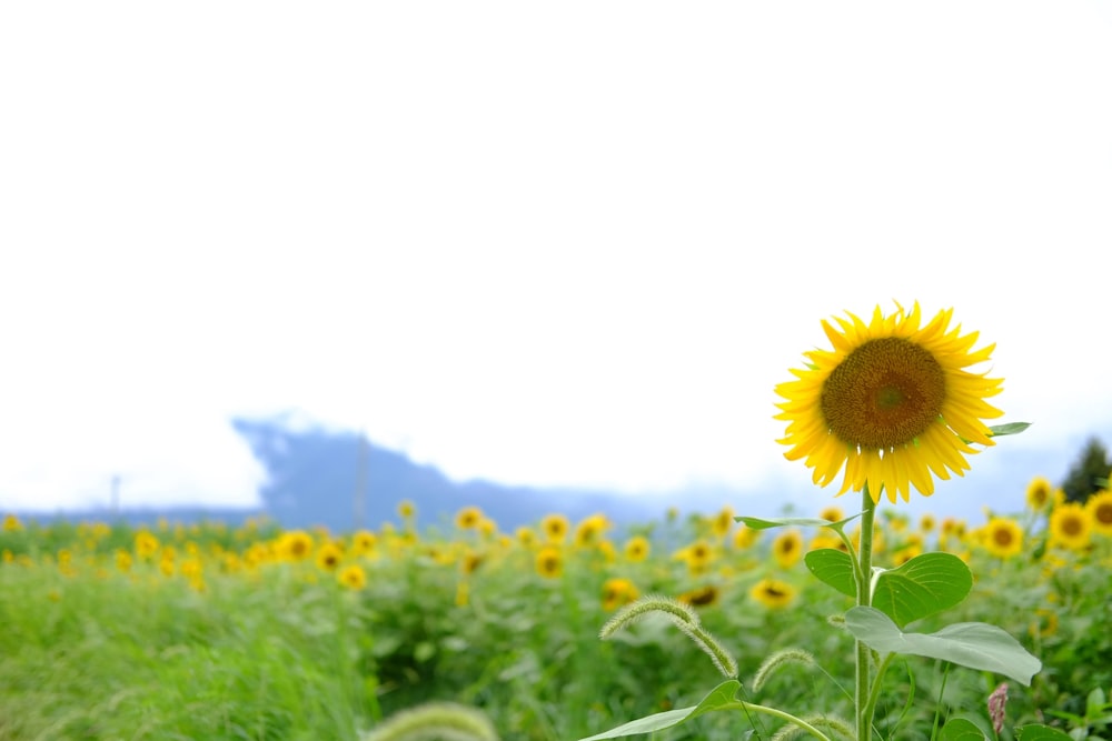 sunflower field under white sky during daytime