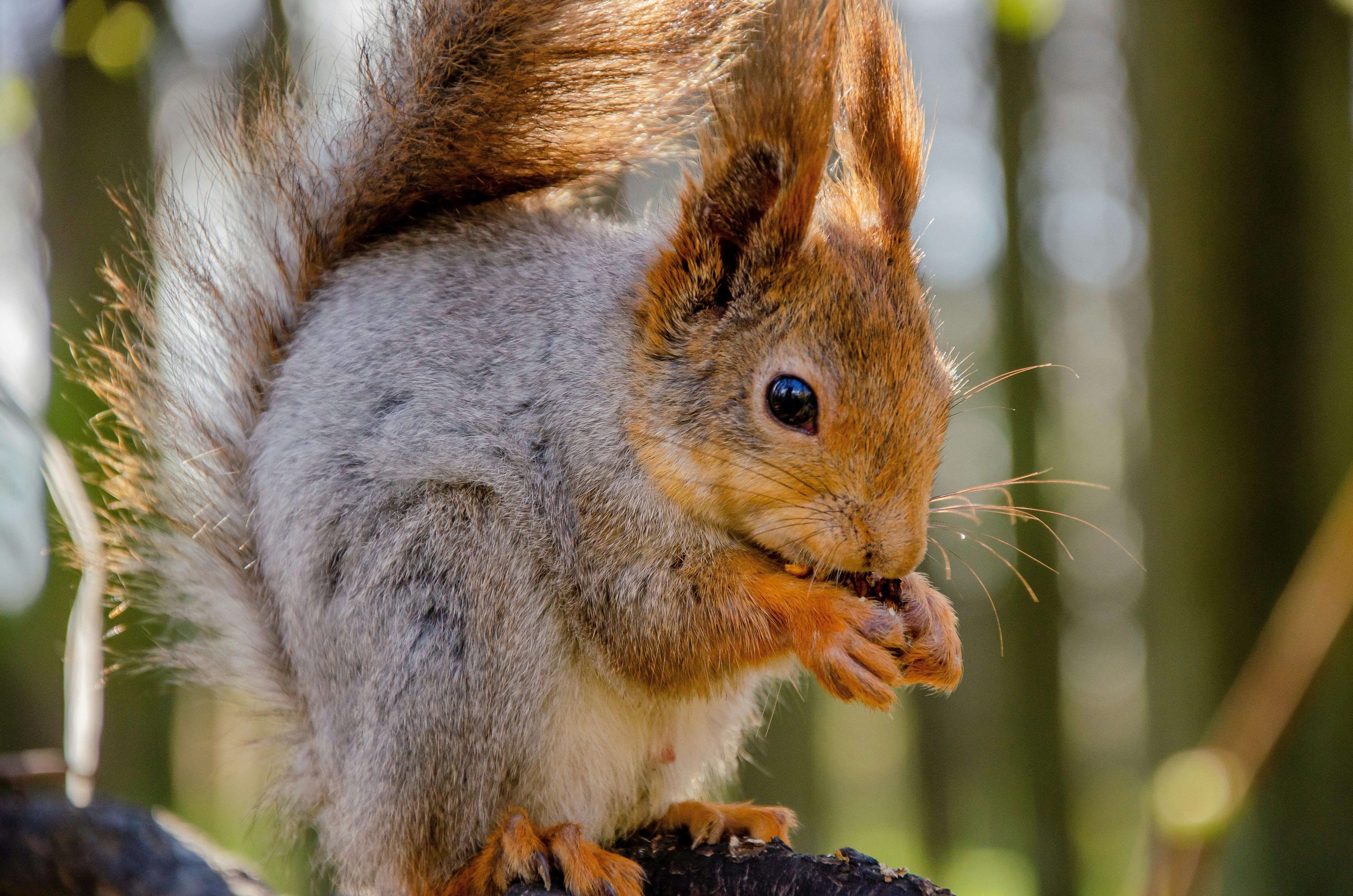 Photo by george_filatov