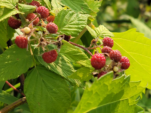 Vibrant raspberries nestled among lush foliage, showing natural texture and color.