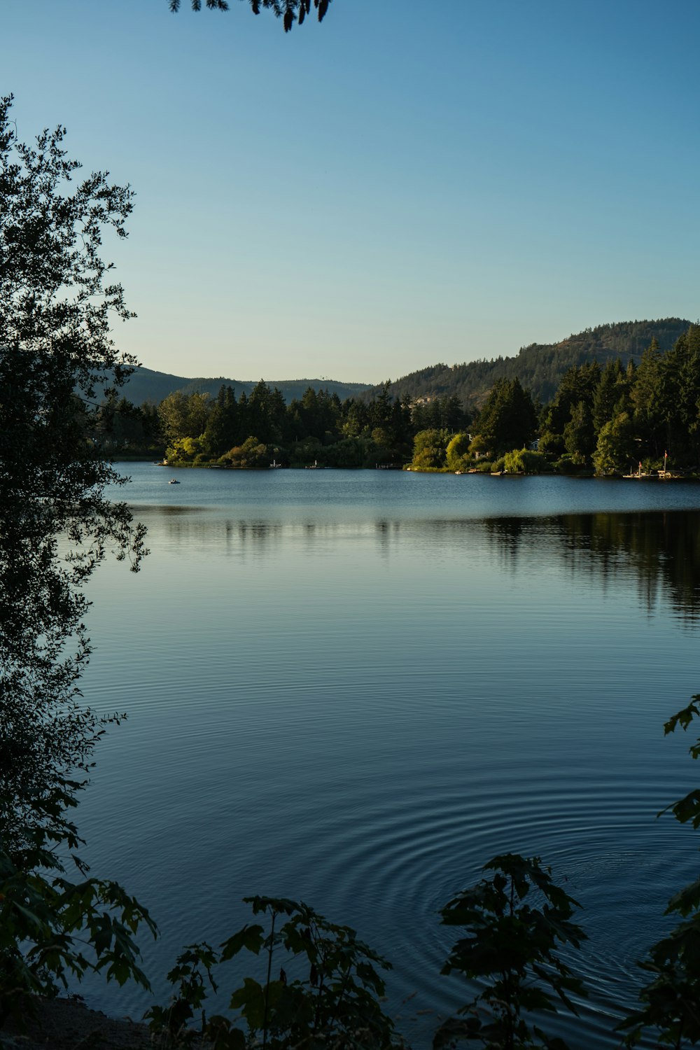 green trees beside lake during daytime