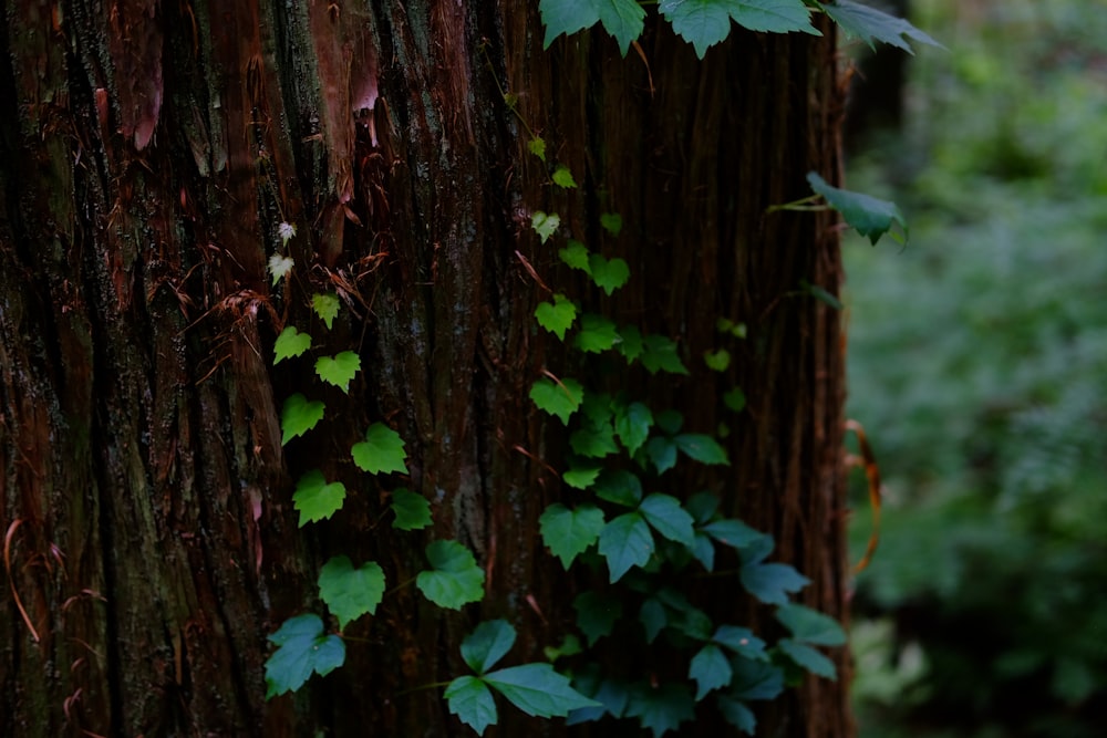 green leaves on brown tree trunk