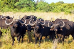 black water buffalo on green grass field during daytime