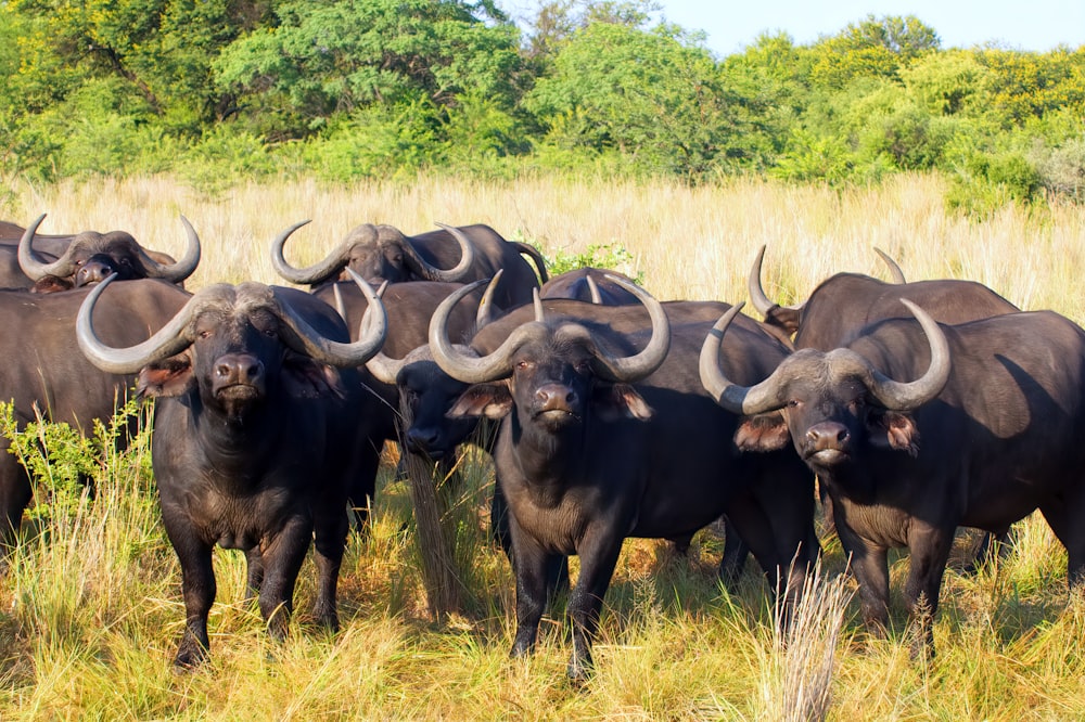 black water buffalo on green grass field during daytime