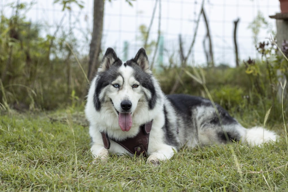Cachorro de husky siberiano blanco y negro en el campo de hierba verde durante el día