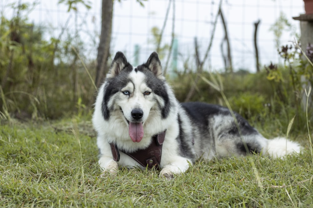 white and black siberian husky puppy on green grass field during daytime