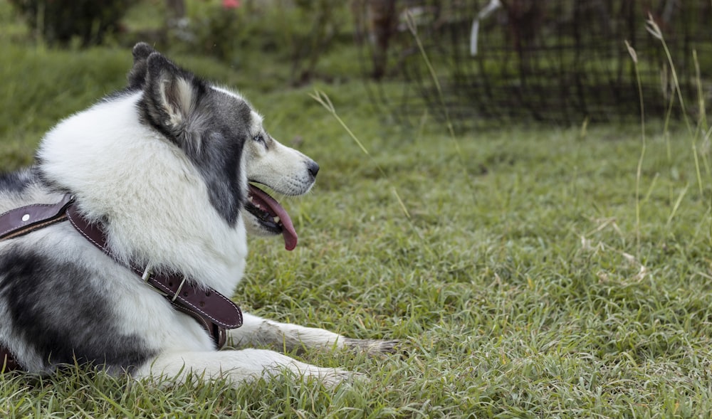 Cachorro de husky siberiano blanco y negro acostado en la hierba verde durante el día