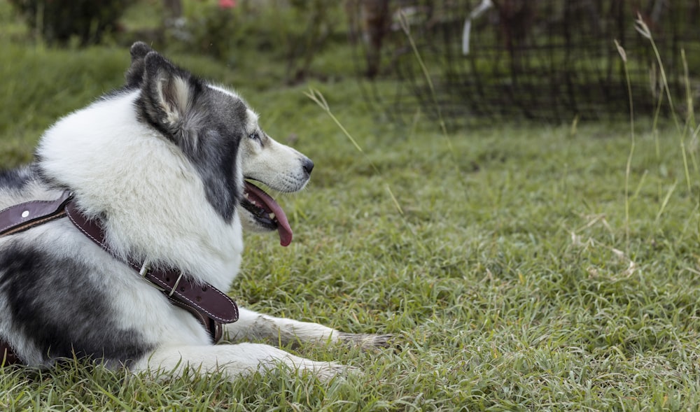 white and black siberian husky puppy lying on green grass during daytime