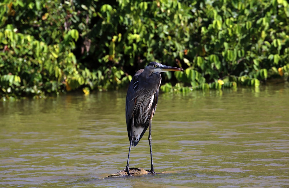 grey heron on water during daytime