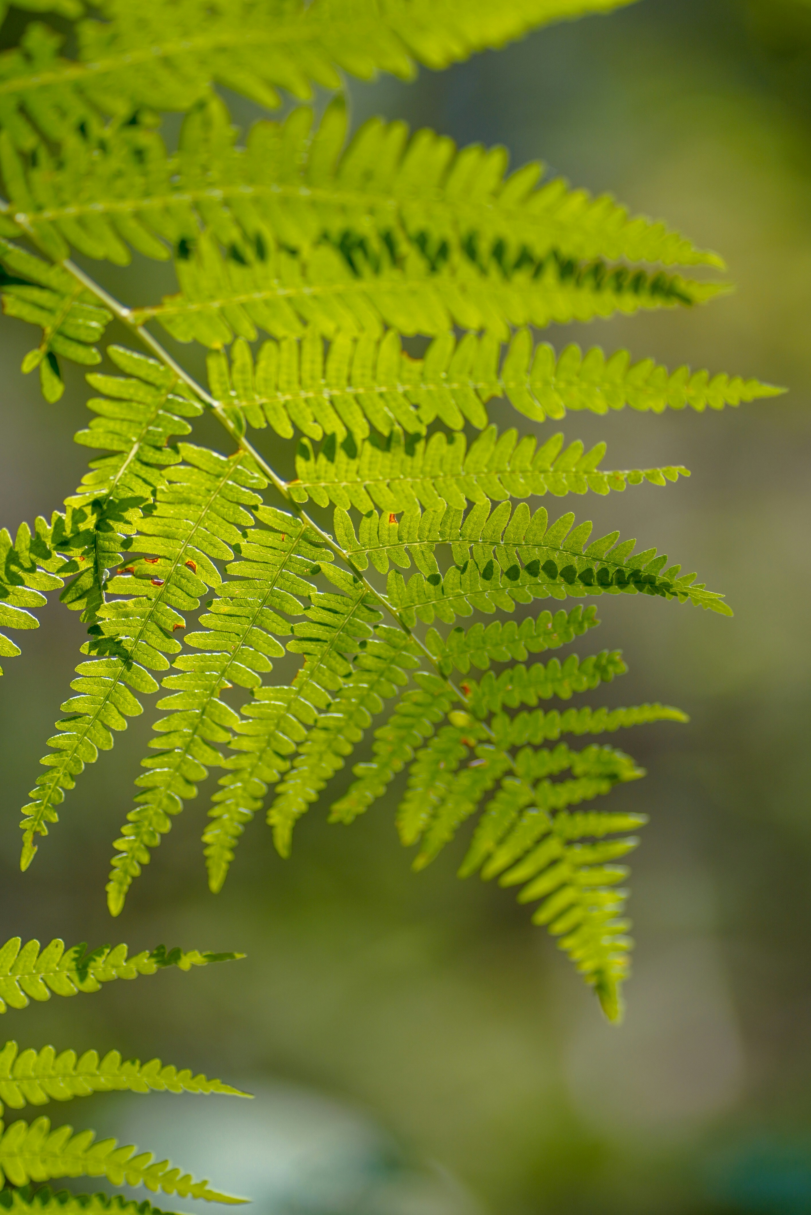 Photo by annabell_flem