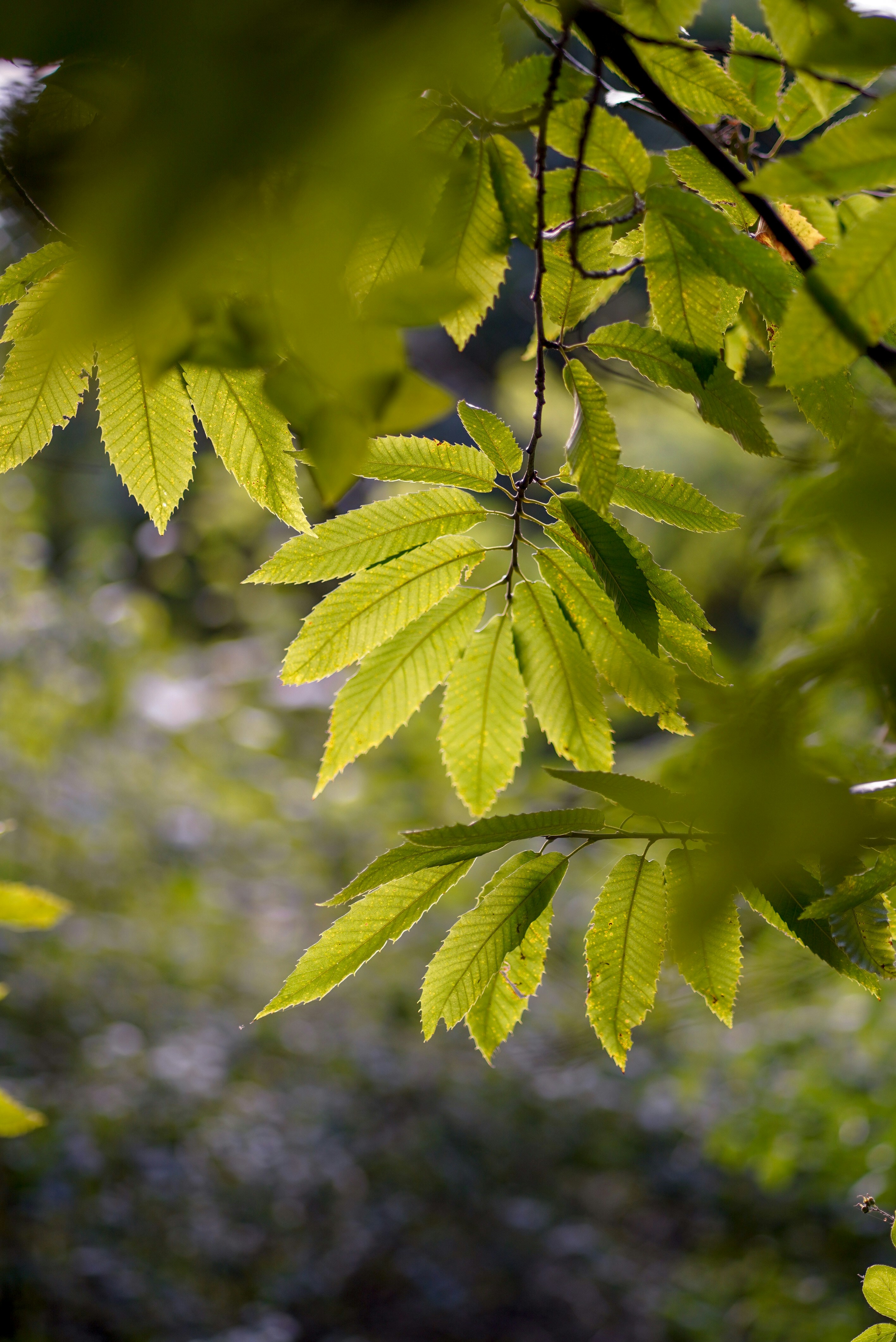 Photo by annabell_flem