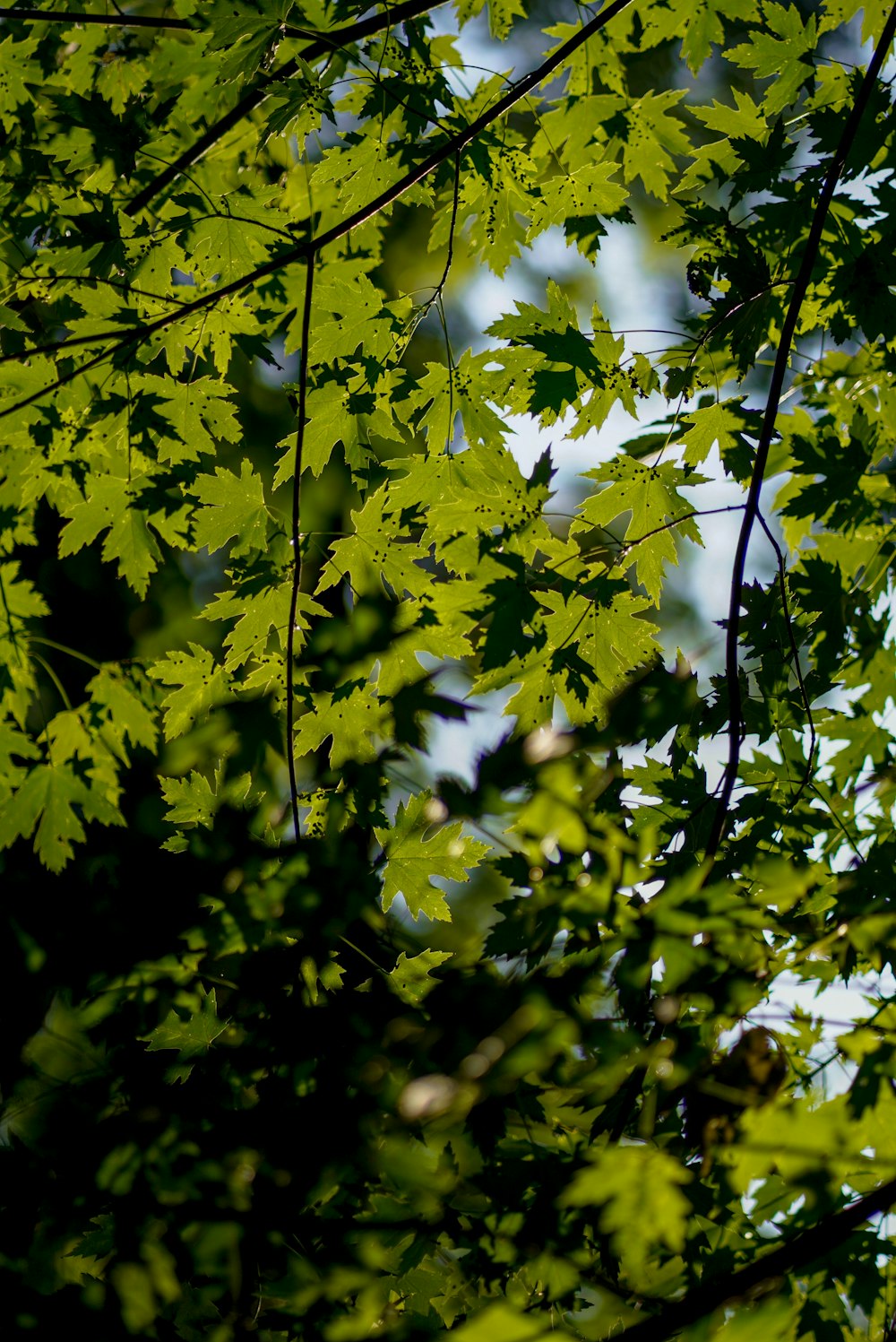 green leaves tree during daytime