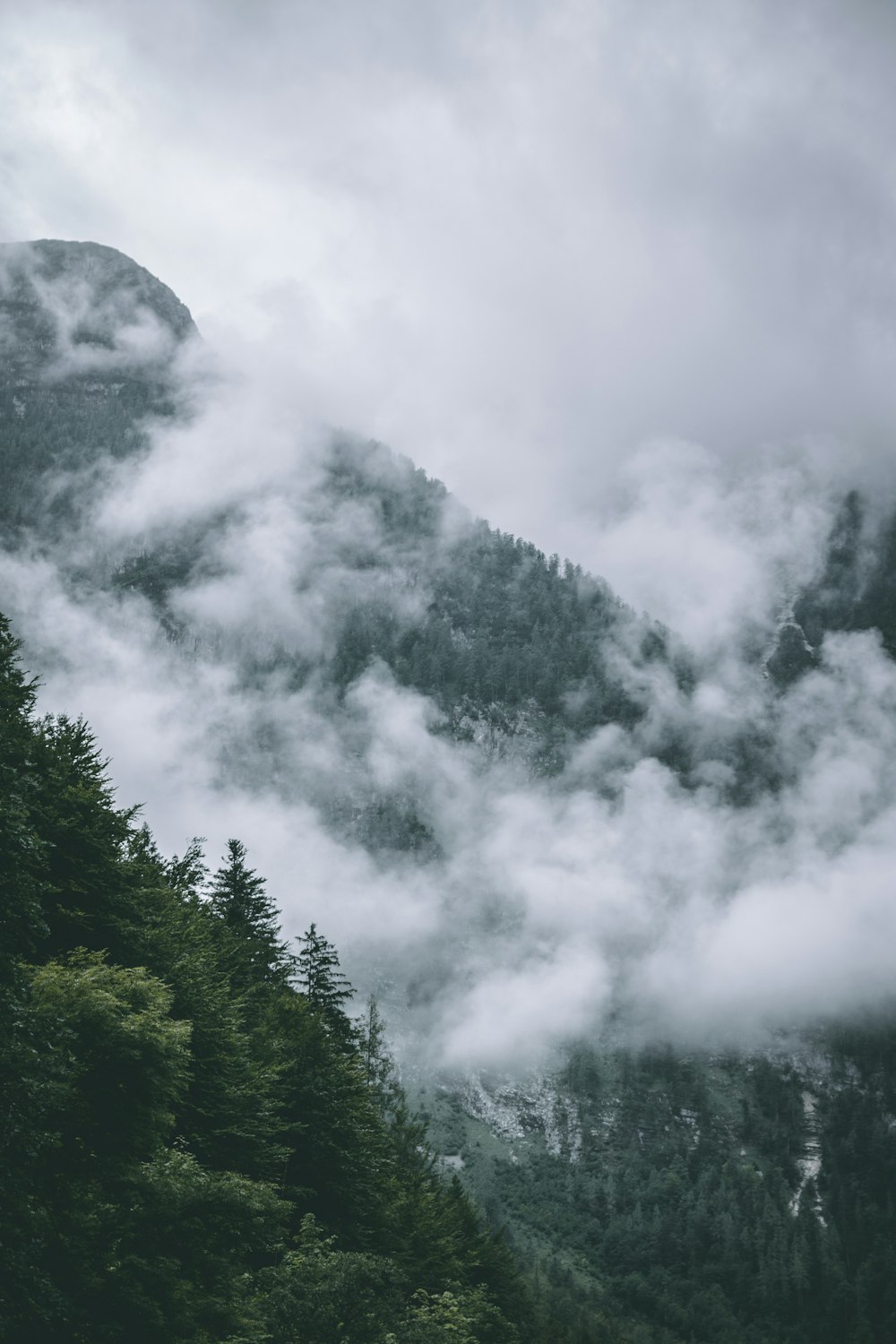 green trees under white clouds