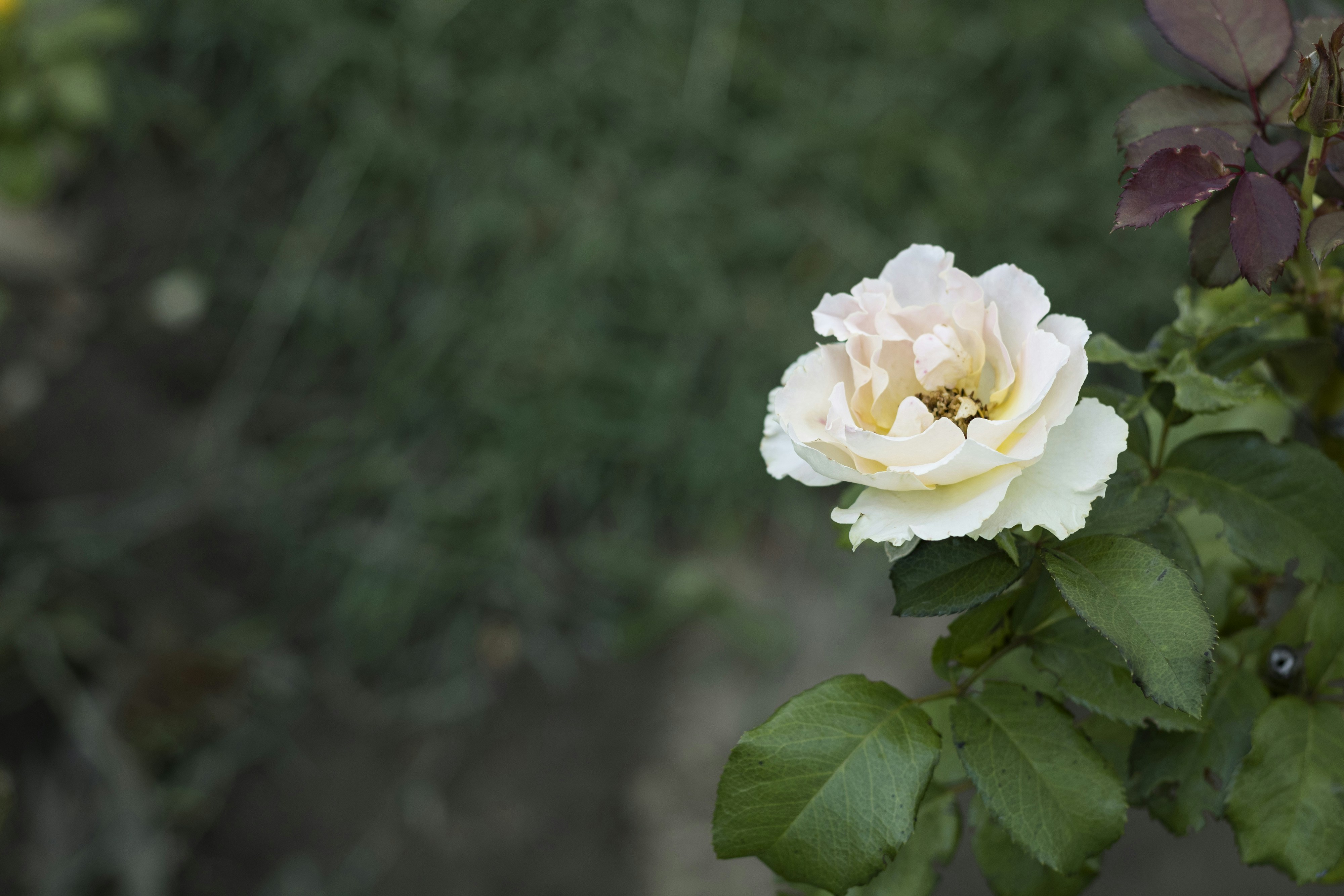 Rosa bianca in fiore durante il giorno foto – Immagine gratis di Fiori su  Unsplash, image size:3000x2000
