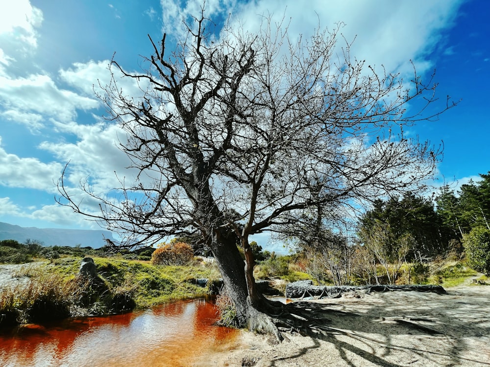 brown leafless tree near river during daytime