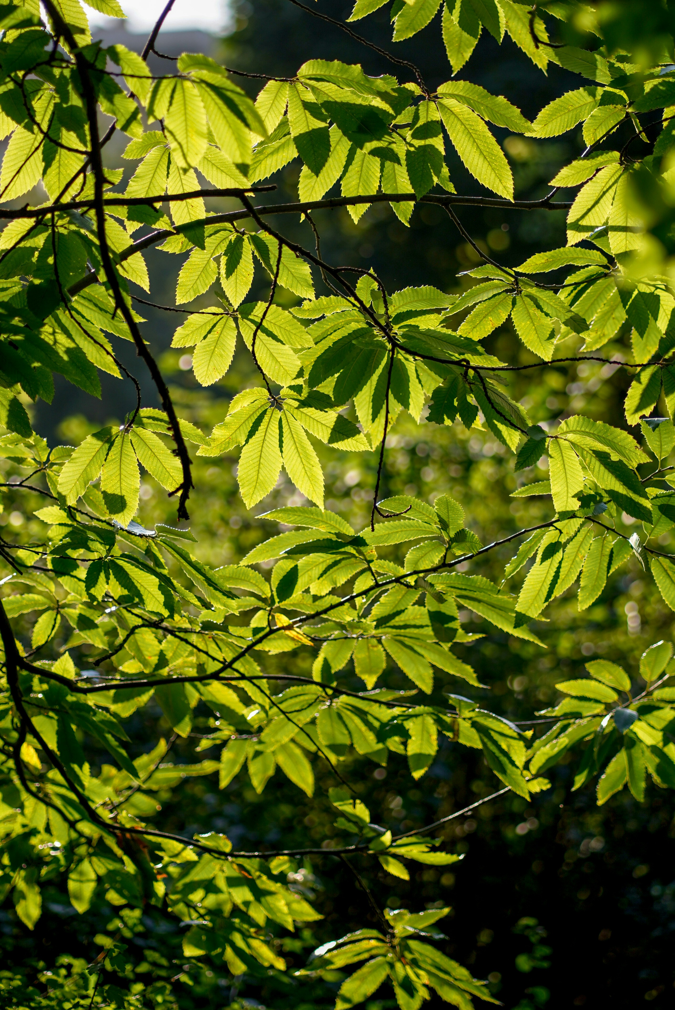 Photo by annabell_flem