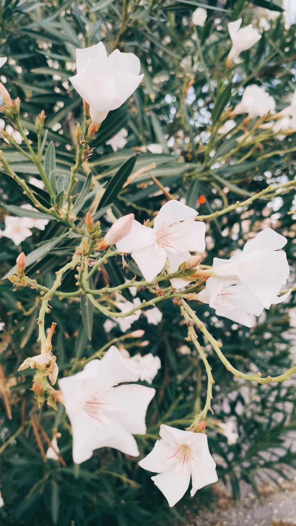 white flower with green leaves