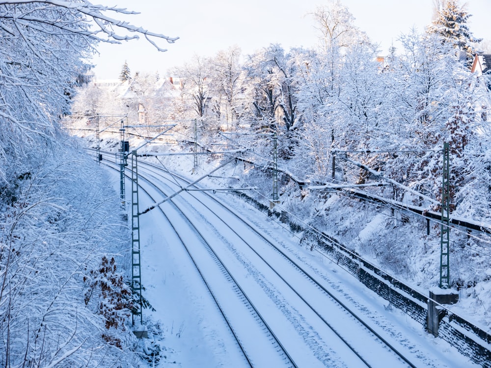 snow covered trees and road