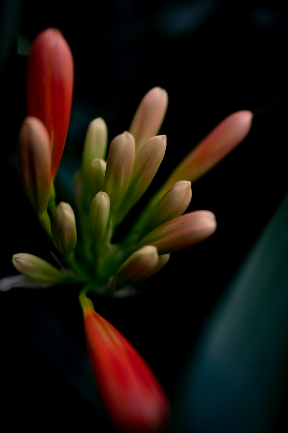 red and white tulips in bloom