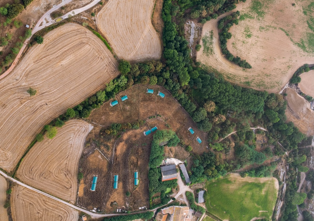 aerial view of green trees and brown wooden dock