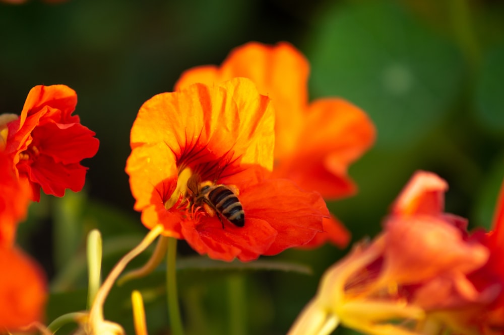orange flower with black and yellow bee