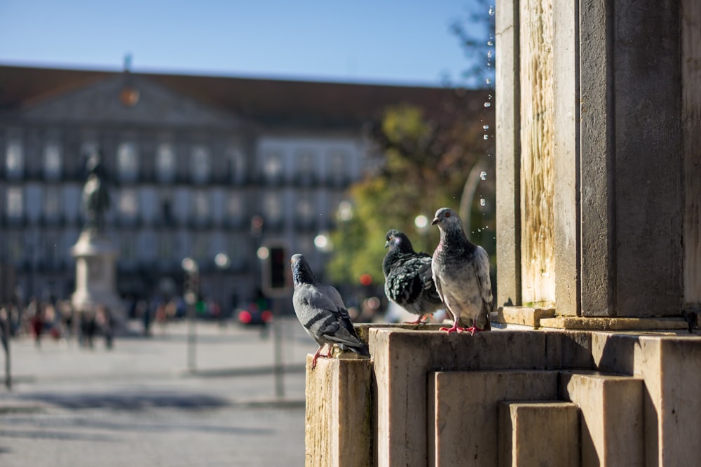 two gray pigeons on brown wooden fence during daytime