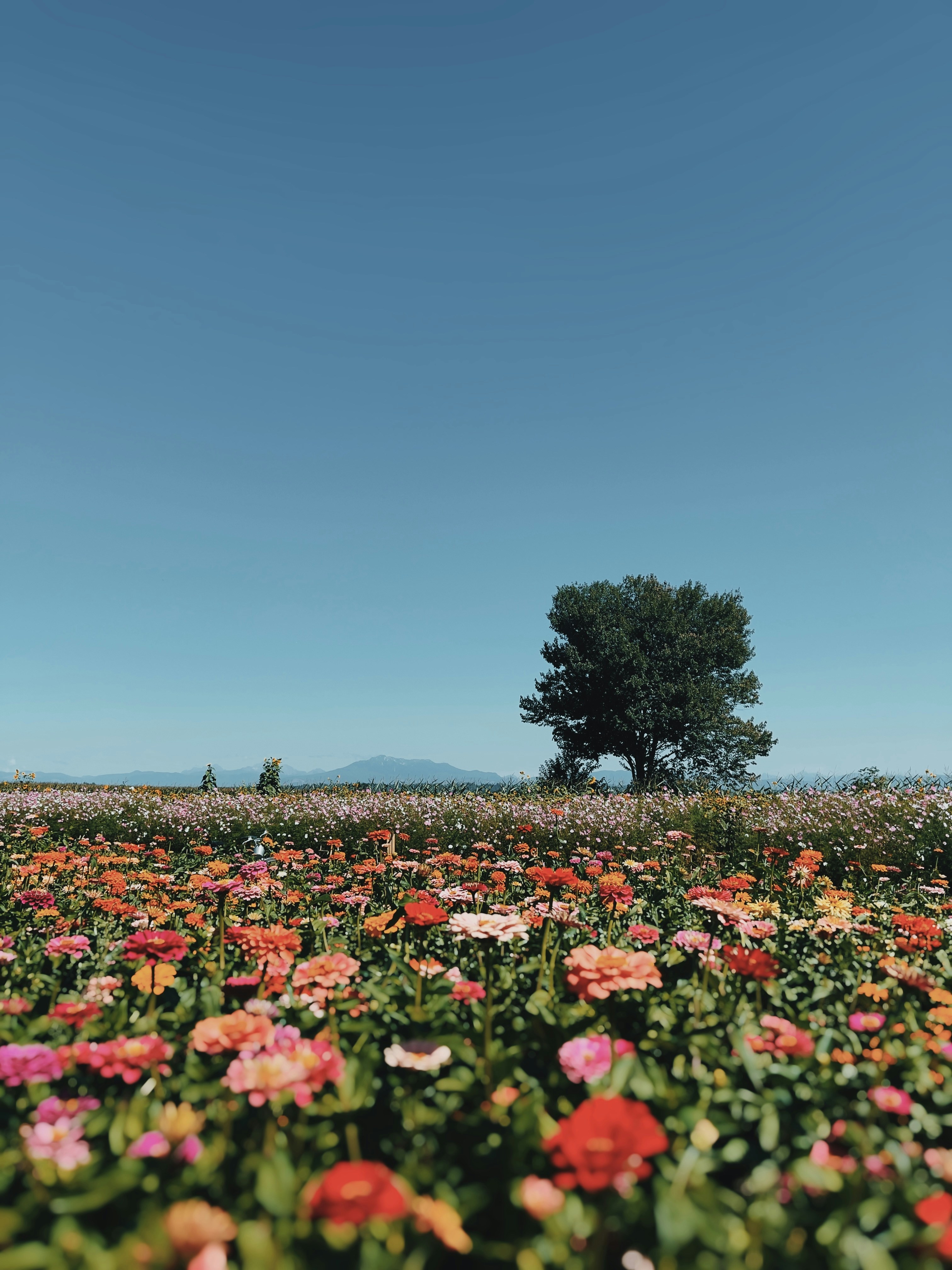 昼間のピンクの花畑の写真 Unsplashの無料工場写真