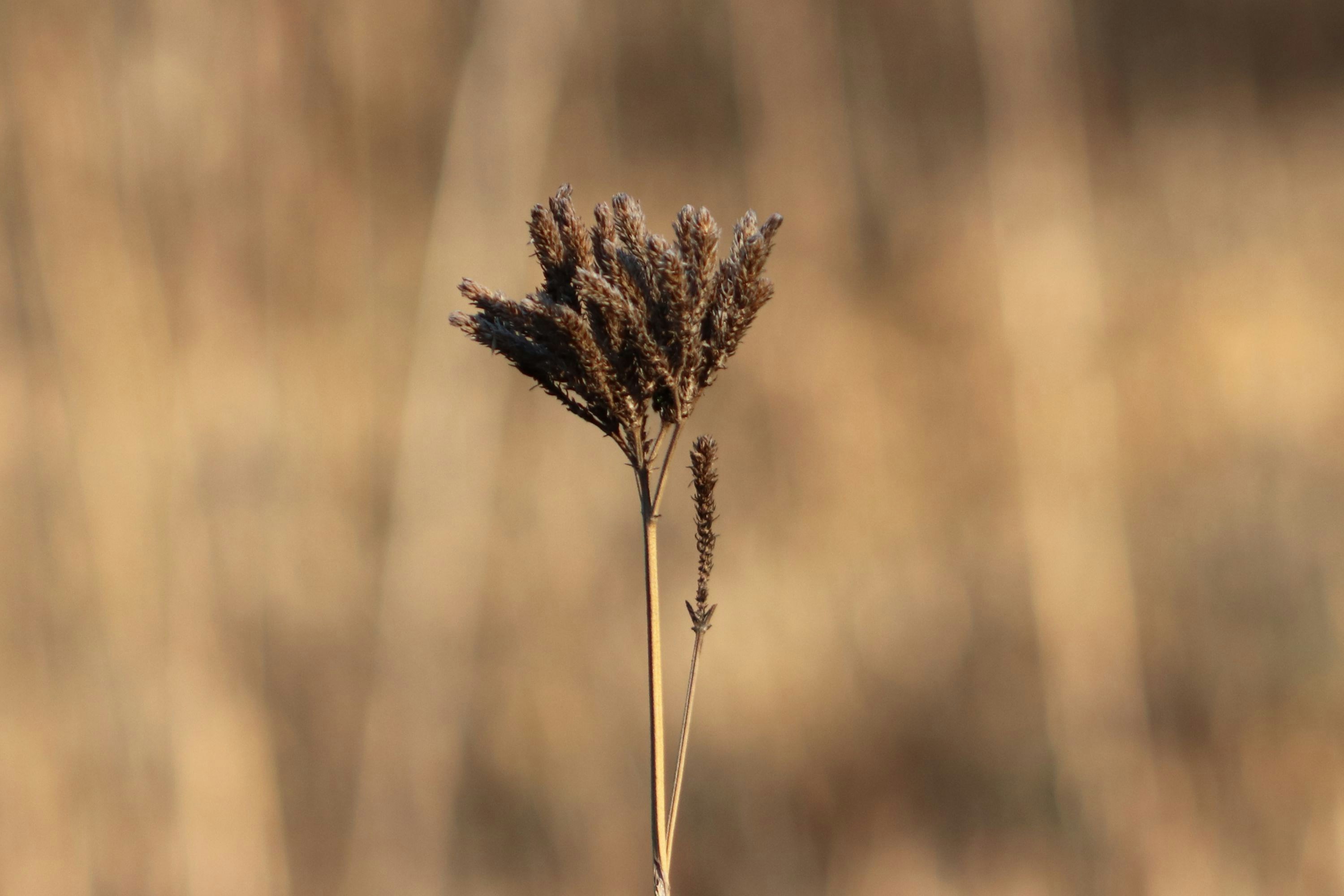 brown wheat in tilt shift lens