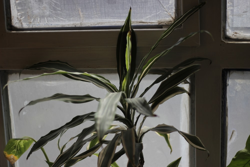 green plant near white window curtain