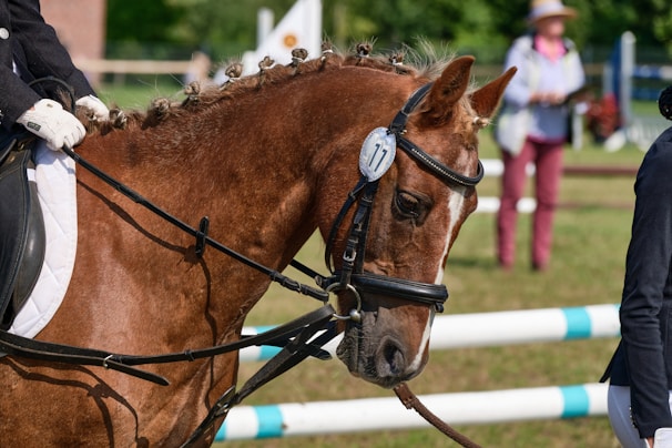 brown horse in close up photography during daytime
