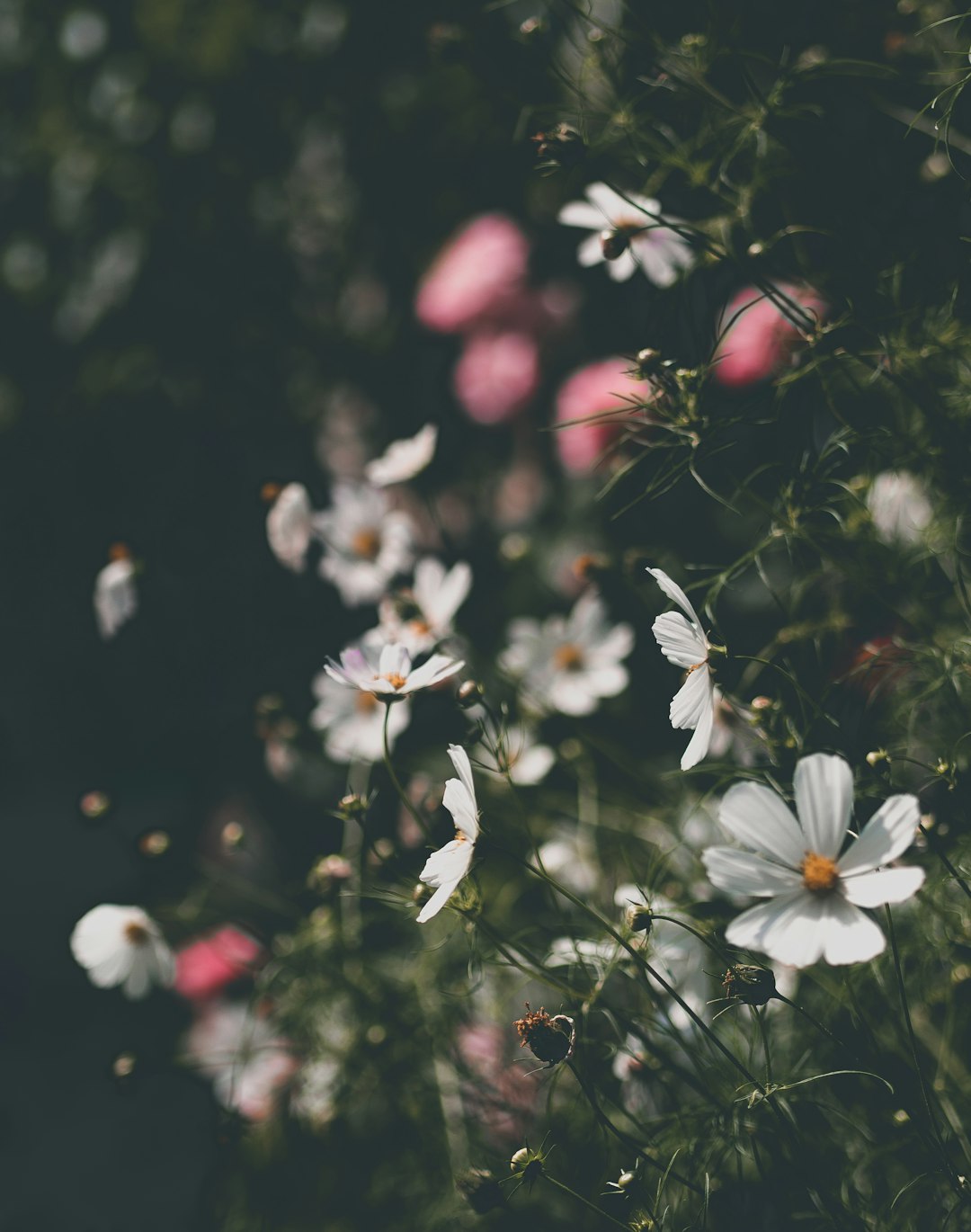 white flowers with green leaves