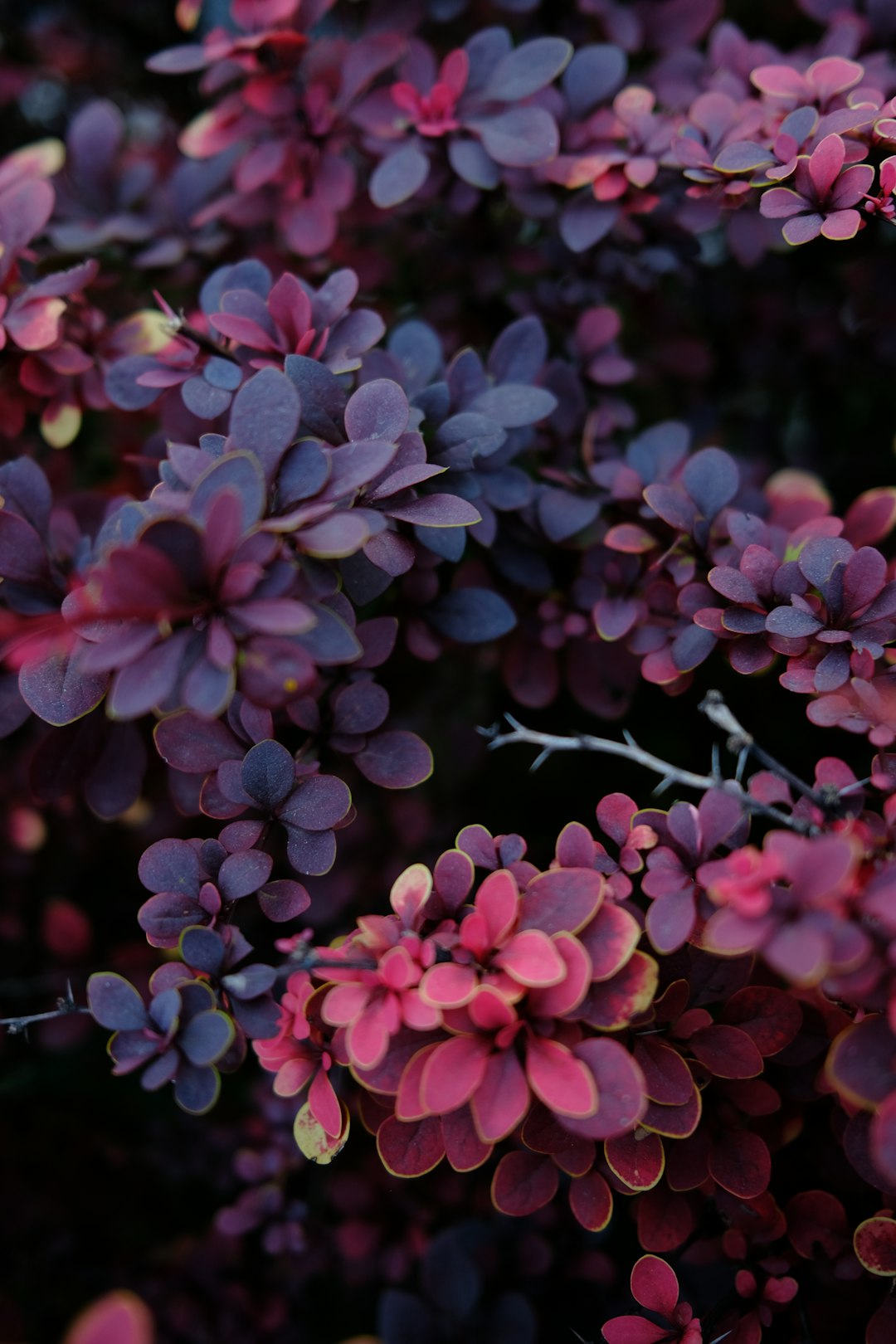 pink and white flowers in tilt shift lens