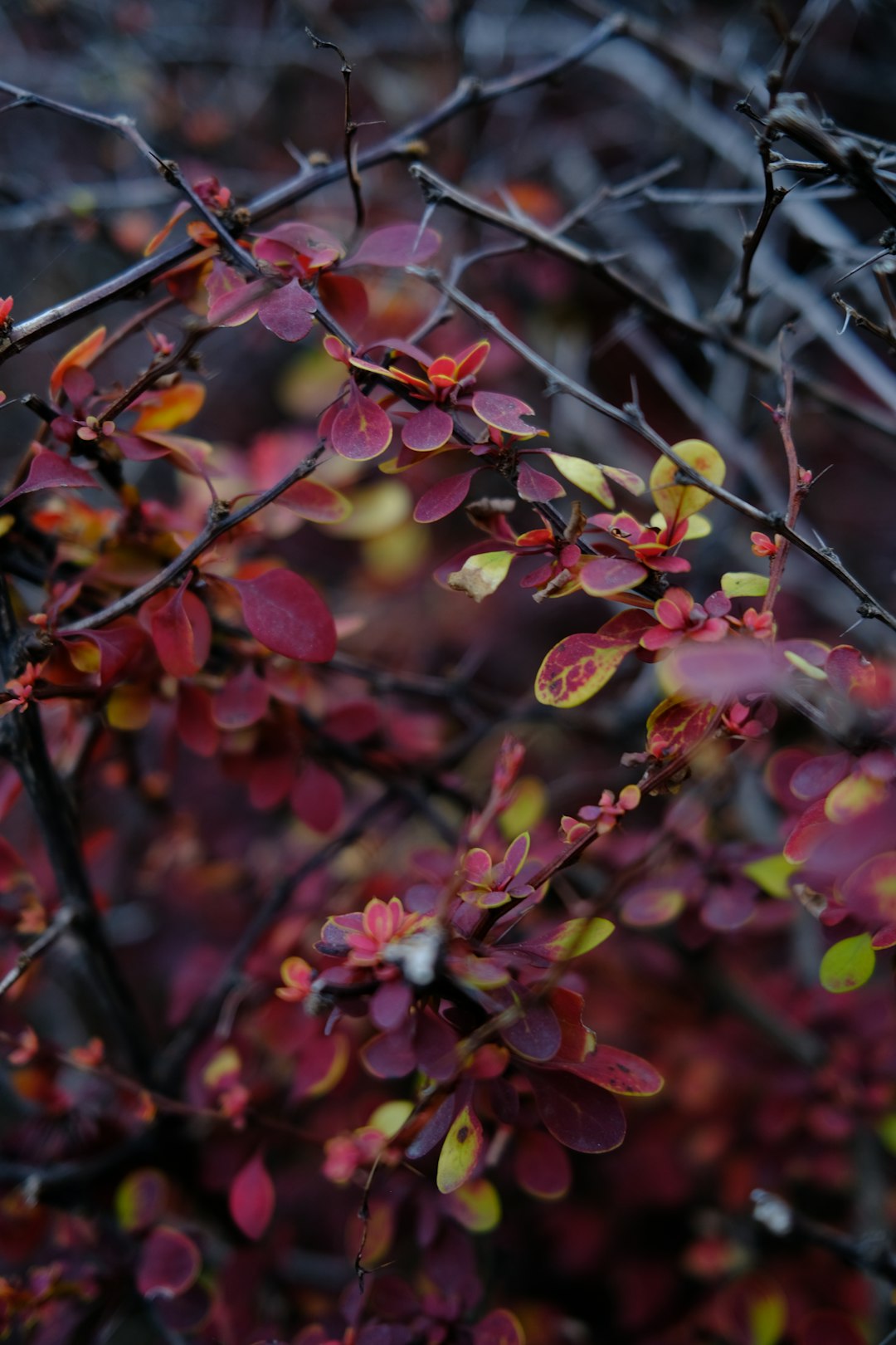 red and green leaves on brown tree branch