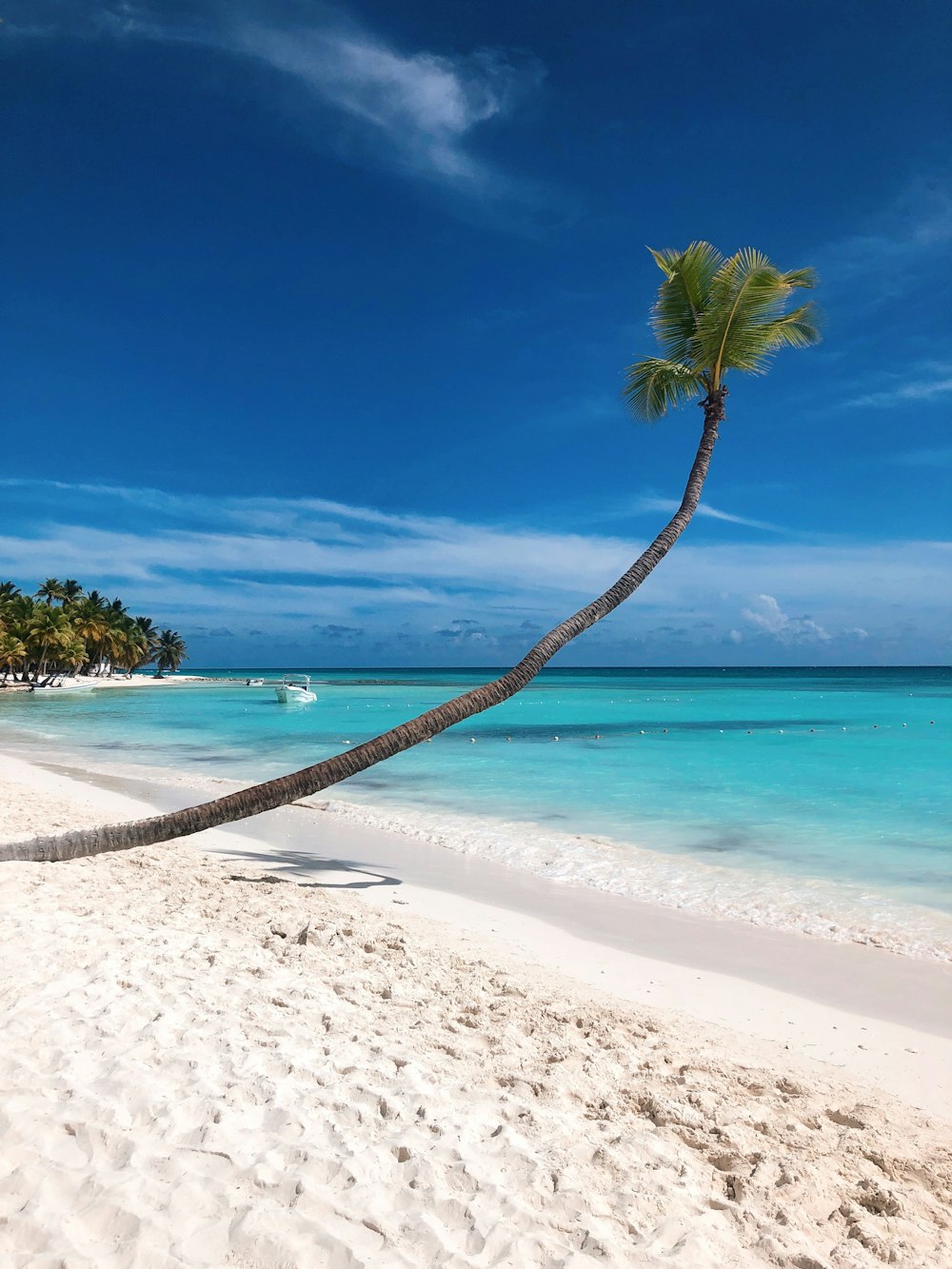 palm tree on white sand beach during daytime