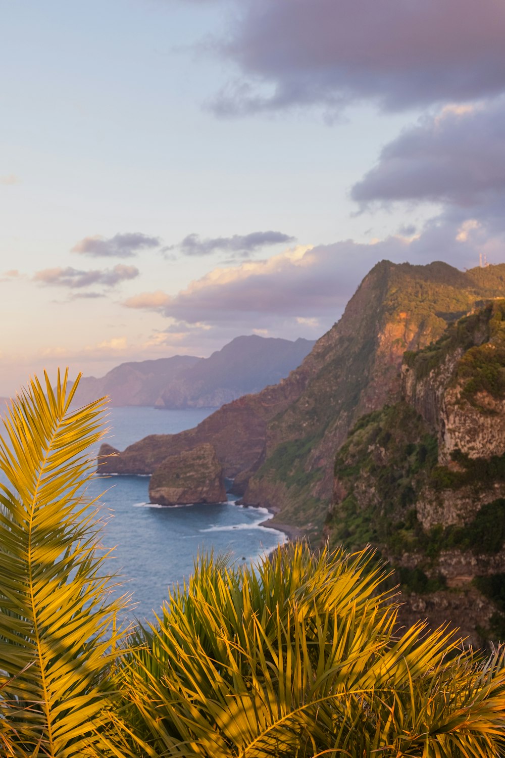 green palm tree on brown rock formation during daytime